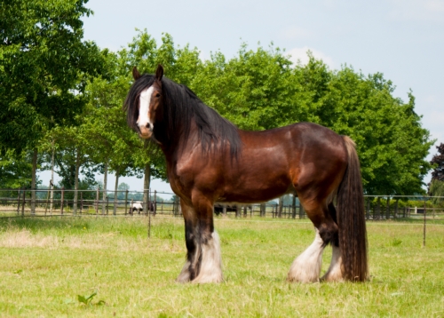 Gentleman vriendelijk een paar modder For Sale